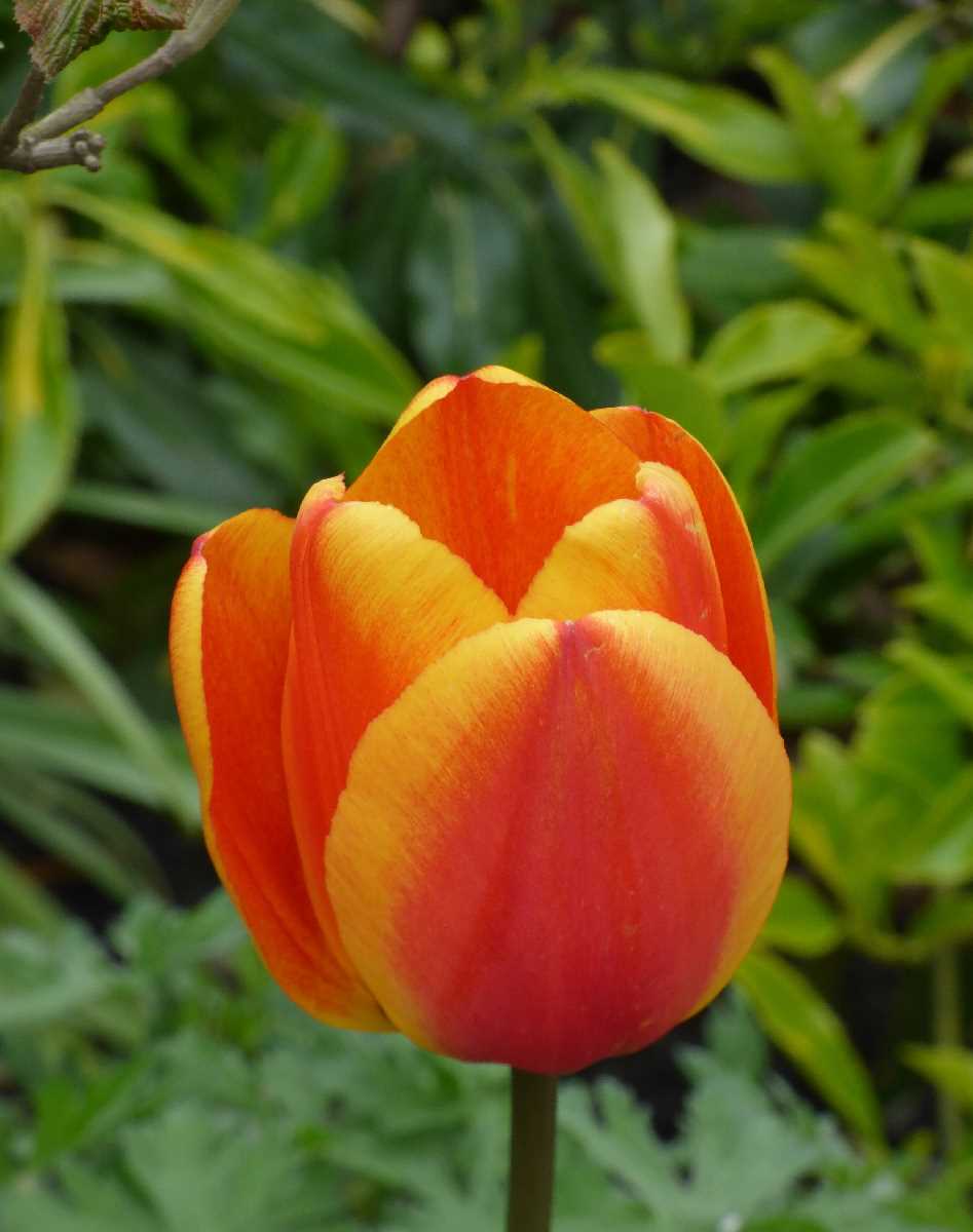 Cannon Hill Park - tulip (May 2016)